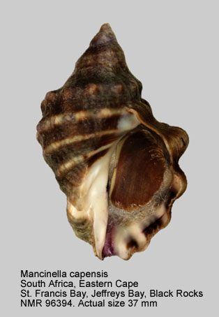 Mancinella capensis (4).jpg - Mancinella capensis (Petit,1852)